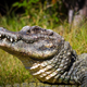 Illustration for article titled Sunday Crocodilian - Alligator sinensis Edition